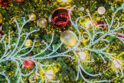 Close-up of jellyfish in sea