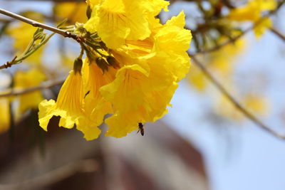 Close-up of yellow flower tree