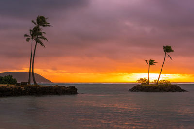 Silhouette palm trees at beach against sky during sunset