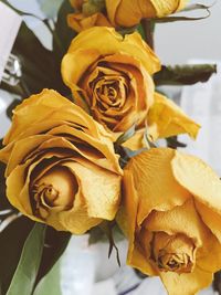 Close-up of yellow rose