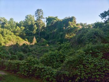 Scenic view of forest against clear sky