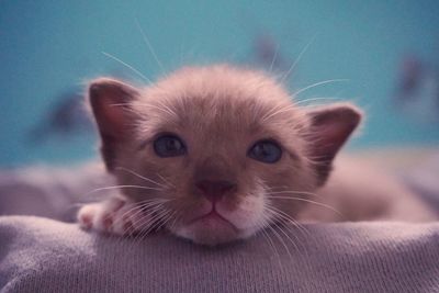 Close-up portrait of cat