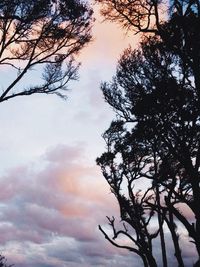Low angle view of trees against cloudy sky