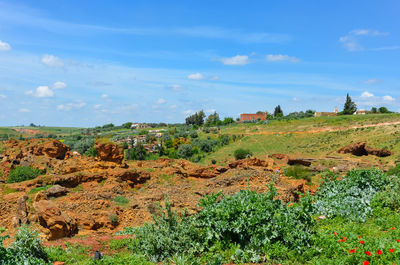 Scenic view of trees on field against sky