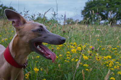 Close-up of dog on grass