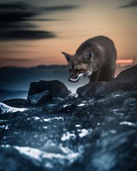 Close-up of cat in water at sunset