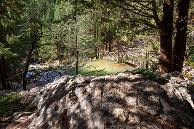 Trees growing in forest