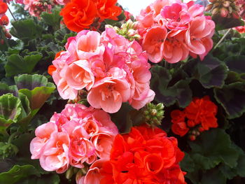 Close-up of pink roses