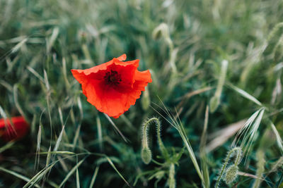 Close-up of red poppy flower growing on grassy field