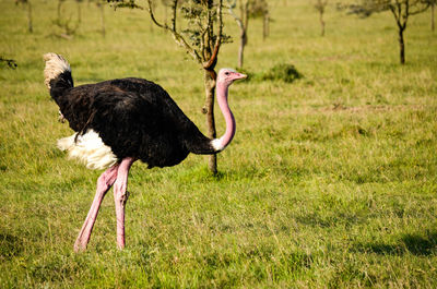 Side view of bird walking on grass