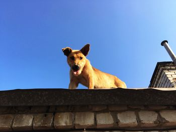 Low angle portrait of dog against clear blue sky