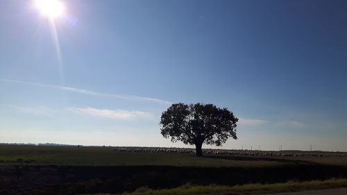 Tree on field against sky