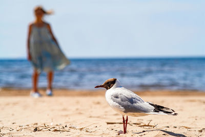 Seagull on a beach