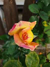 Close-up of pink rose