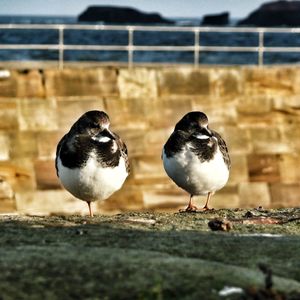 Close-up of bird perching on retaining wall