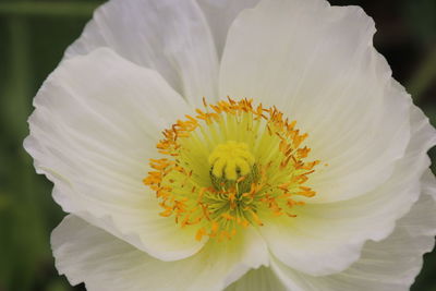 Close-up of white flowering plant