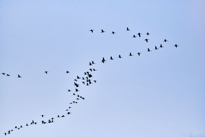 Low angle view of birds flying in sky