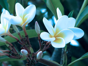 Close-up of white frangipani flowers