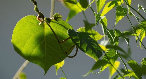 Close-up of leaves