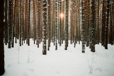 View of frozen trees during winter