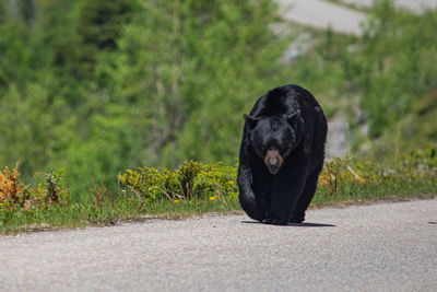 Portrait of black dog on road