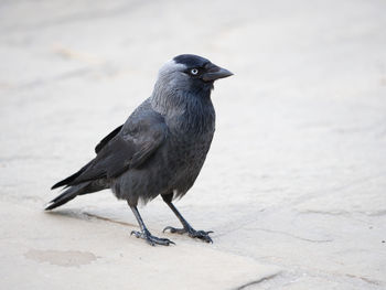 Western jackdaw in richmond park, london