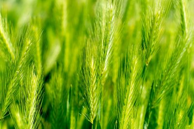 Close-up of wheat growing in field