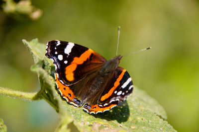 Close-up of butterfly perching on leaf