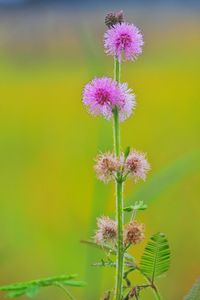 Close-up of pink flowering plant