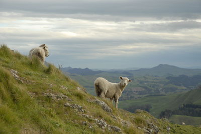 Sheep in a farm