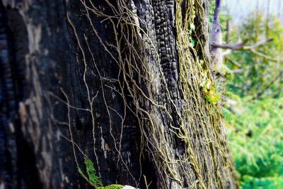 Close-up of tree trunk