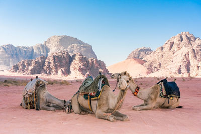 Camels relaxing on desert against clear sky 