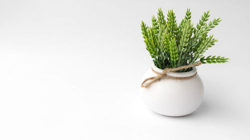 Close-up of potted plant