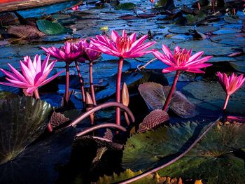 Close-up of flowers blooming outdoors