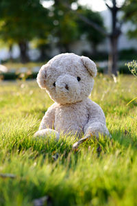 Teddy bear on grassy field