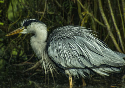 Grey heron, ruffling it's feathers for warmth 