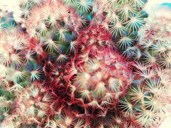 Full frame shot of cactus