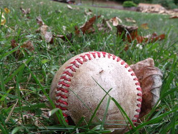 Close-up of plants growing on field