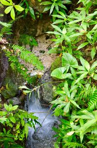 High angle view of water flowing on rocks