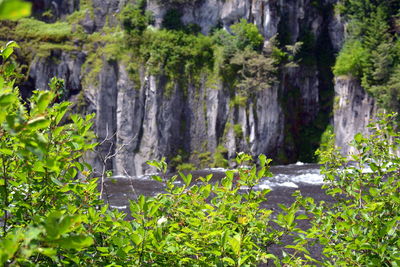 Scenic view of waterfall in forest