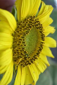 Close-up of yellow flower