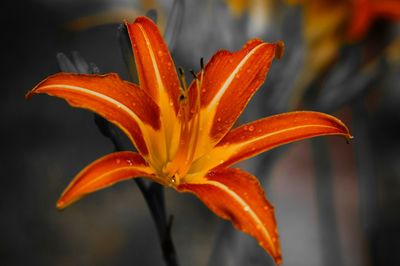 Close-up of orange lily blooming in park