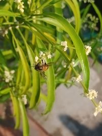 Close-up of bee pollinating flower