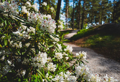 Close-up of white flowering plant