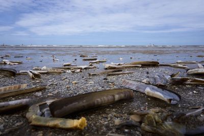 Razor clams at beach against sky