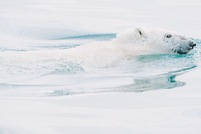 Close-up of seal