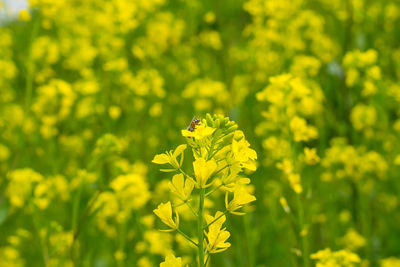 Close-up of butterfly pollinating on yellow flower