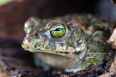 Close-up of frog on rock