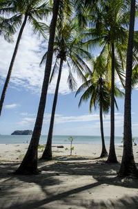 Palm trees on beach against sky