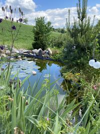 Scenic view of lake and plants